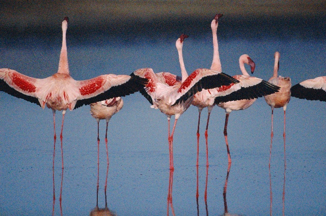 Foto: Disney Das Geheimnis der Flamingos