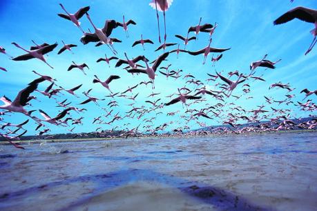 Foto: Disney Das Geheimnis der Flamingos