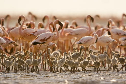 Foto: Disney Das Geheimnis der Flamingos