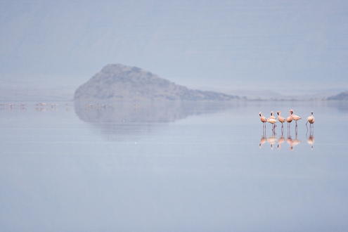 Foto: Disney Das Geheimnis der Flamingos