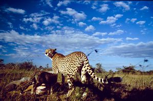 Foto Serengeti