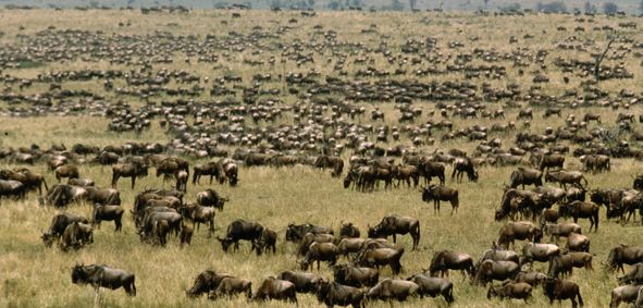 Gnuherde in der Serengeti