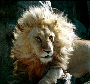 Löwe in der Serengeti