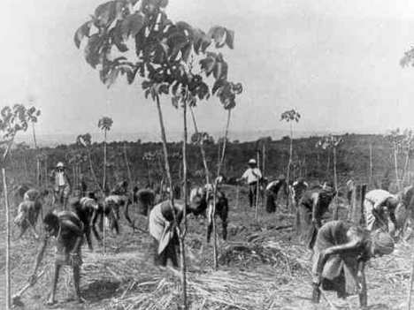 Baumwollplantagen während der deutschen Kolonialzeit