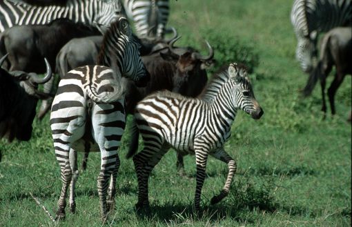 Zebras in der Serengeti