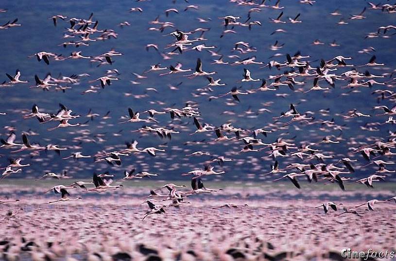 Foto: Disney Das Geheimnis der Flamingos