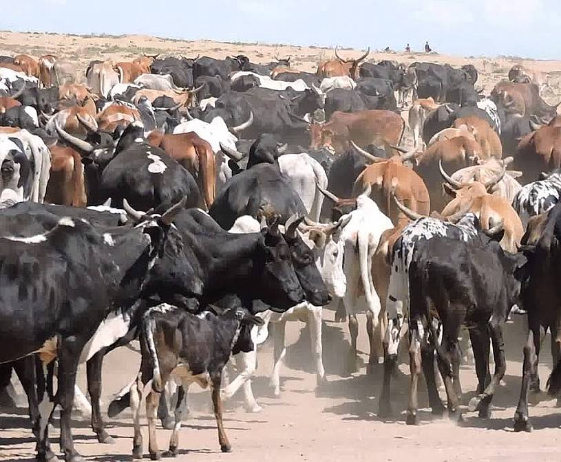 Rinderherde der Massai