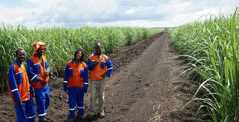 Zuckerrohr-Plantage Bagamoyo Foto: Ecoenergy Africa