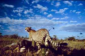Foto: Reinhard Radke Geparde in der Serengeti