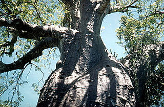 Foto Baobab