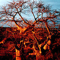 Baobab am Lake Manyara