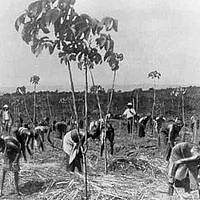 Kautschukplantage um 1910